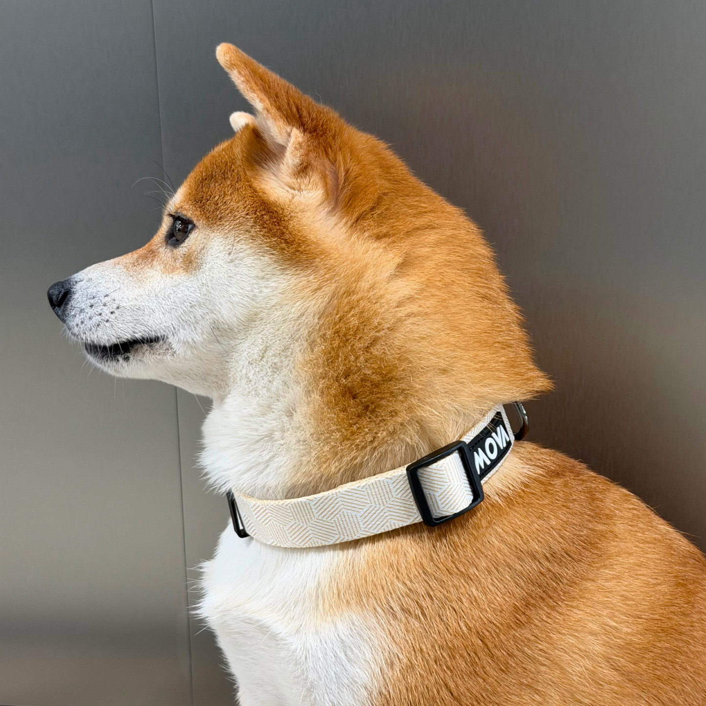 MOVA Pet Collar | Comfortable Adjustable Dog Collar for Daily Walks