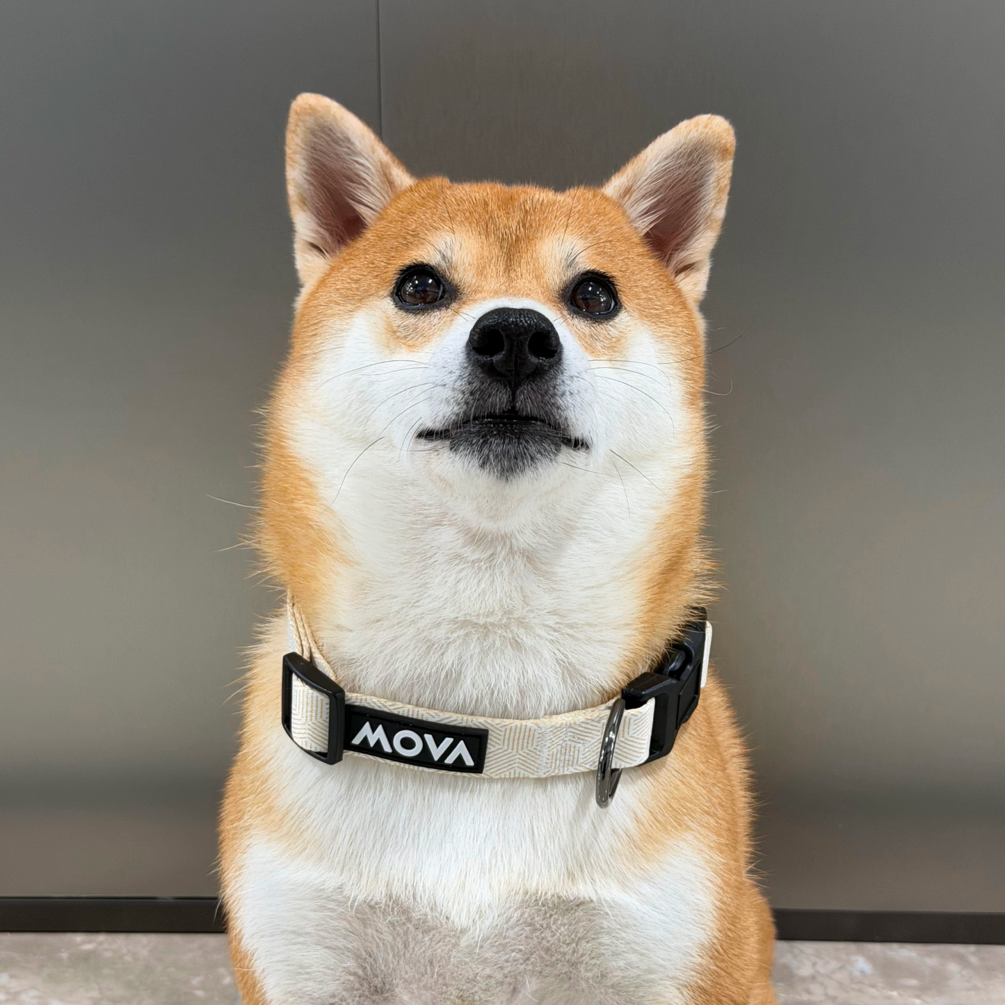 MOVA Pet Collar | Comfortable Adjustable Dog Collar for Daily Walks